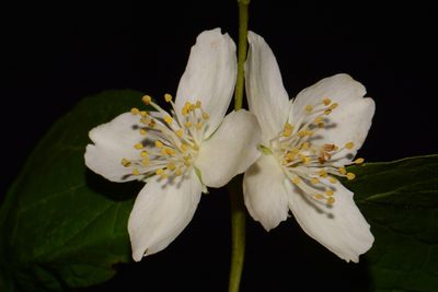 Philadelphus pubescens, photographed by Brian Finzel