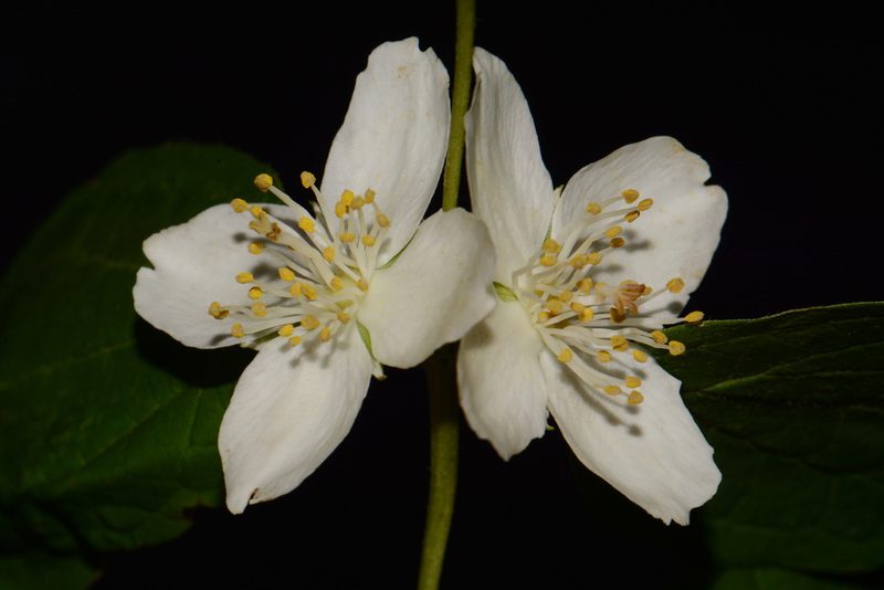 Philadelphus pubescens, photographed by Brian Finzel