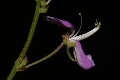 Desmodium perplexum, photographed by Brian Finzel