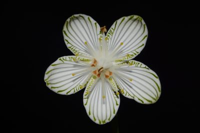 Parnassia grandifolia, photographed by Brian Finzel