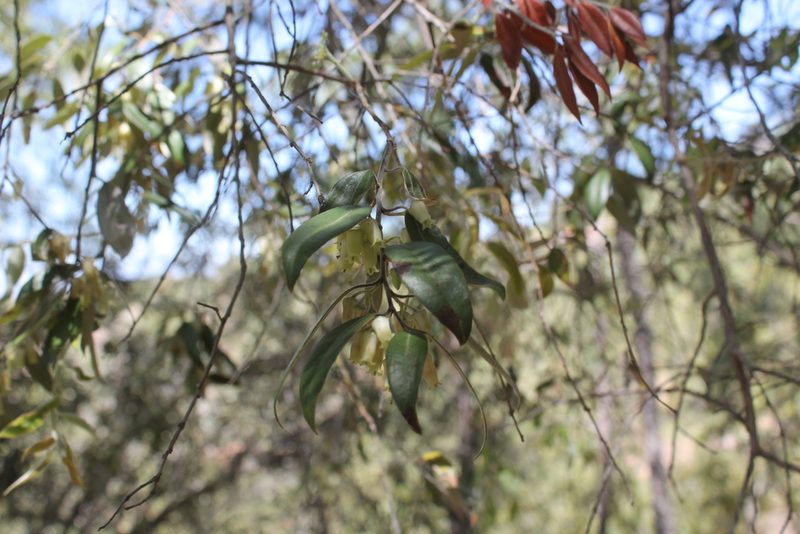 Agarista mexicana, photographed by Viacheslav Shalisko