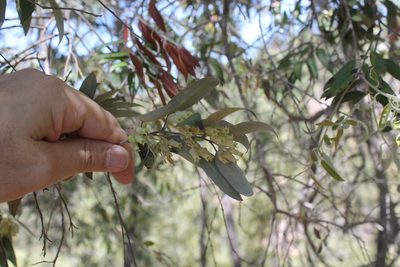 Agarista mexicana, photographed by Viacheslav Shalisko