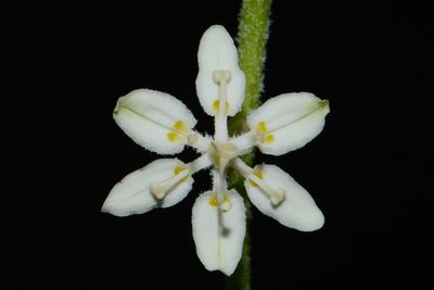 Melanthium virginicum, photographed by Brian Finzel