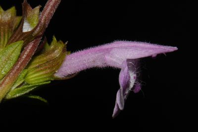 Clinopodium talladeganum, photographed by Brian Finzel