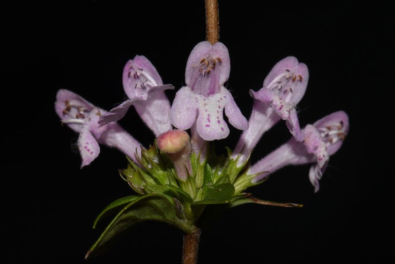 Clinopodium talladeganum, photographed by Brian Finzel