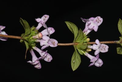 Clinopodium talladeganum, photographed by Brian Finzel