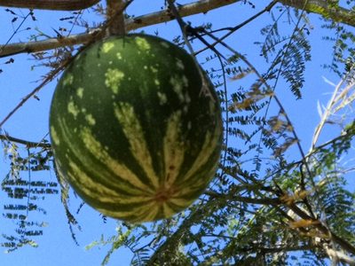 Cucurbita argyrosperma, photographed by adel-fridus