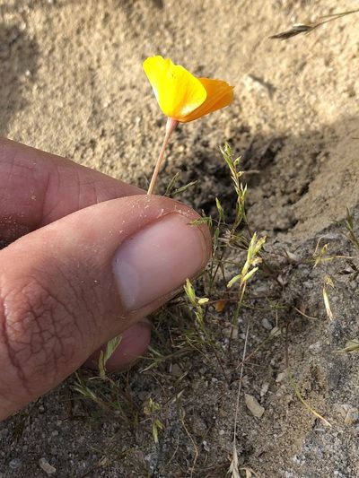 Eschscholzia lemmonii, photographed by paulexcoff