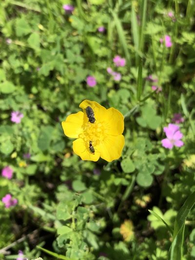 Ranunculus canus, photographed by Chris Sulots