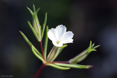Linanthus bigelovii, photographed by Ken-ichi Ueda