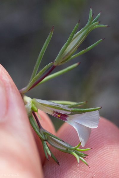 Linanthus bigelovii, photographed by Ken-ichi Ueda