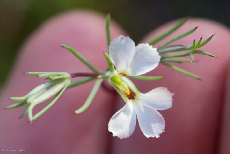 Linanthus bigelovii, photographed by Ken-ichi Ueda