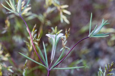Linanthus bigelovii, photographed by Ken-ichi Ueda
