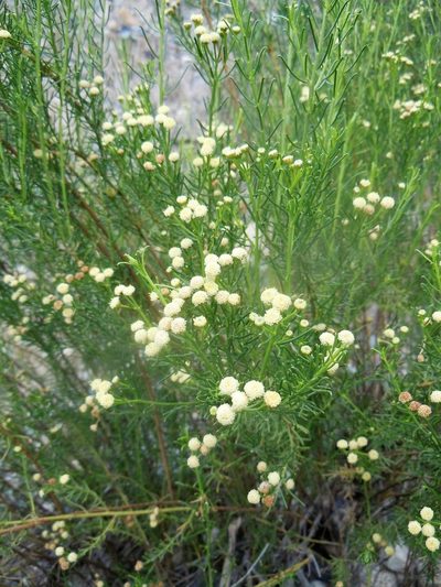 Baccharis boliviensis, photographed by Alfredo F. Fuentes Claros