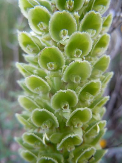 Altensteinia fimbriata, photographed by Alfredo F. Fuentes Claros