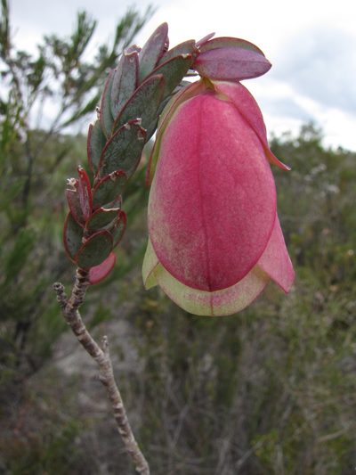 Pimelea physodes, photographed by Gail A Baker