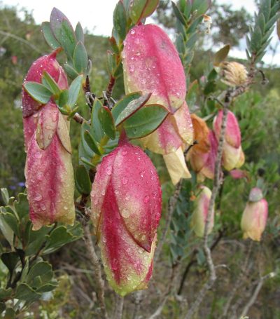 Pimelea physodes, photographed by Gail A Baker