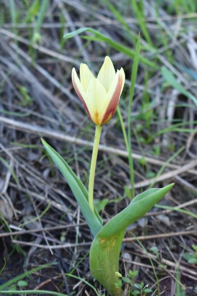 Tulipa kaufmanniana, photographed by Kudaibergen Amirekul