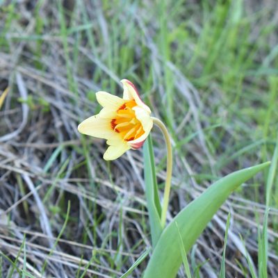 Tulipa kaufmanniana, photographed by Kudaibergen Amirekul