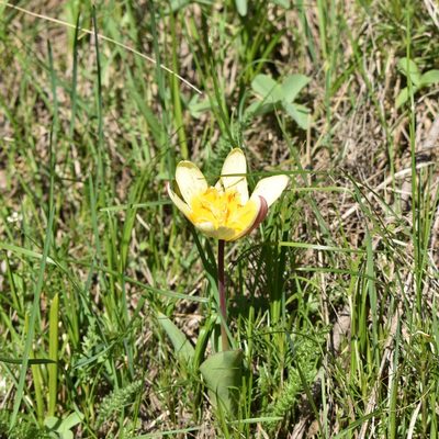 Tulipa kaufmanniana, photographed by Kudaibergen Amirekul