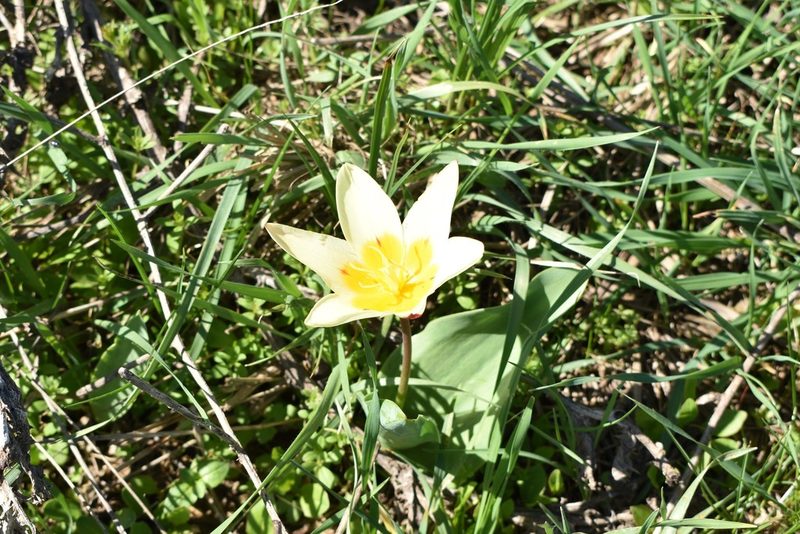 Tulipa kaufmanniana, photographed by Kudaibergen Amirekul