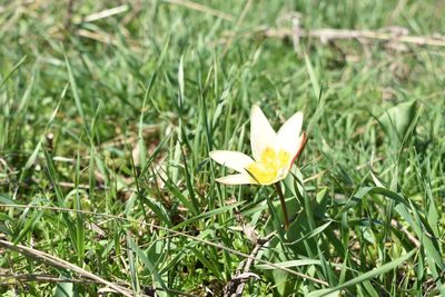 Tulipa kaufmanniana, photographed by Kudaibergen Amirekul