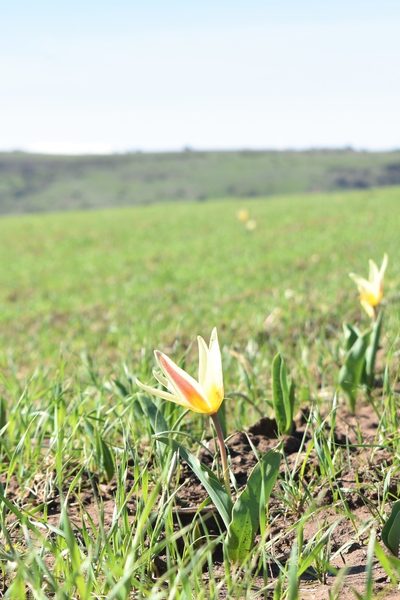 Tulipa kaufmanniana, photographed by Kudaibergen Amirekul