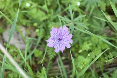 Geranium linearilobum, photographed by Kudaibergen Amirekul