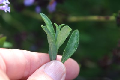 Salvia munzii, photographed by Millie Basden