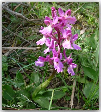 Orchis laeta, photographed by Aissa Djamel Filali