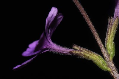 Buchnera americana, photographed by Brian Finzel