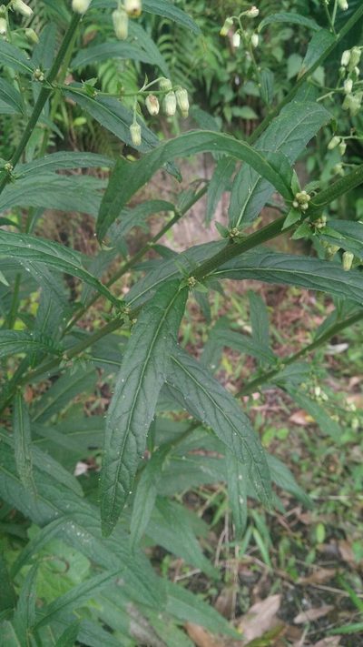 Blumea linearis, photographed by Cheng-Te Hsu