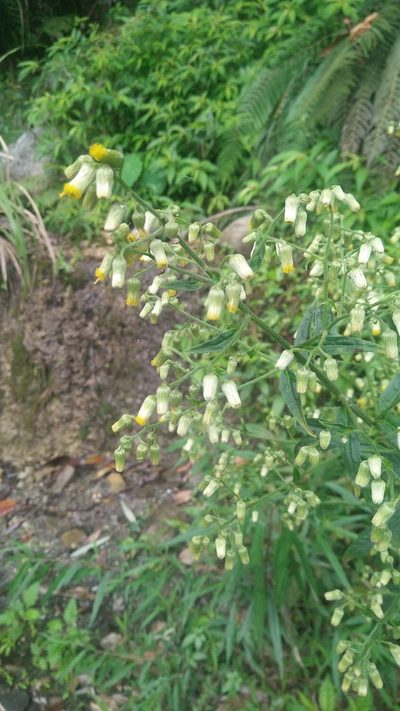 Blumea linearis, photographed by Cheng-Te Hsu