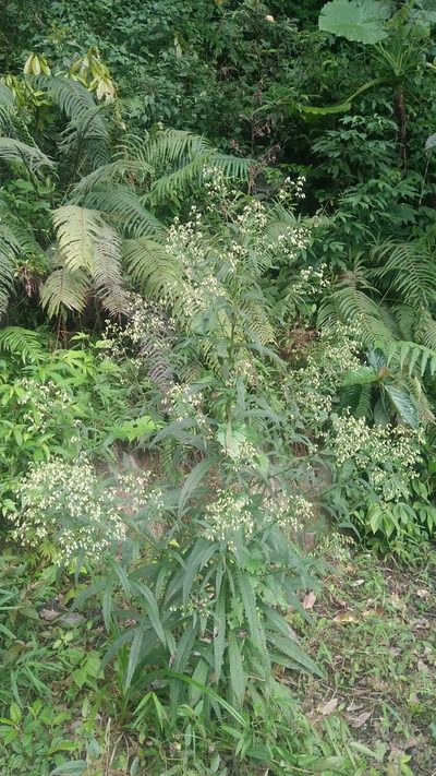 Blumea linearis, photographed by Cheng-Te Hsu