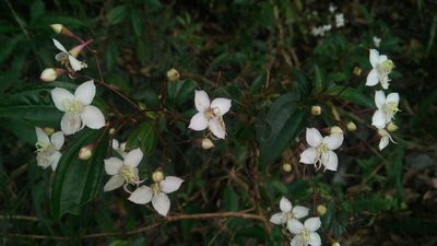 Bredia oldhamii, photographed by Cheng-Te Hsu
