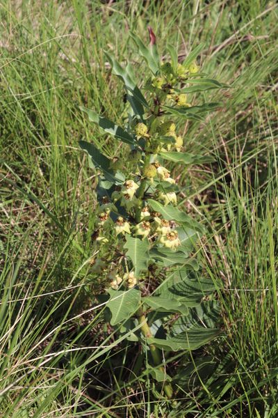 Pachycarpus asperifolius, photographed by Tony Rebelo