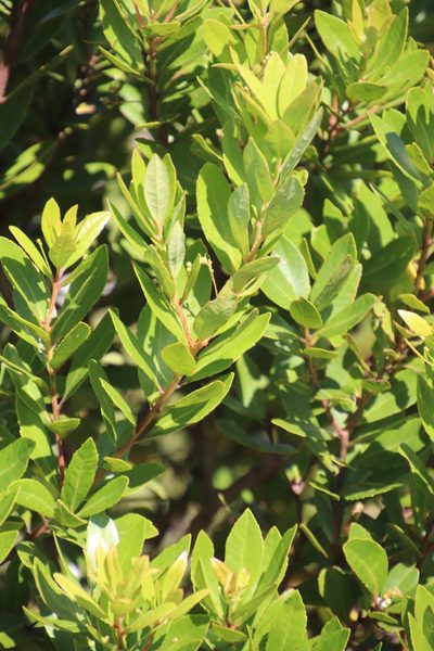 Gerrardina foliosa, photographed by Tony Rebelo