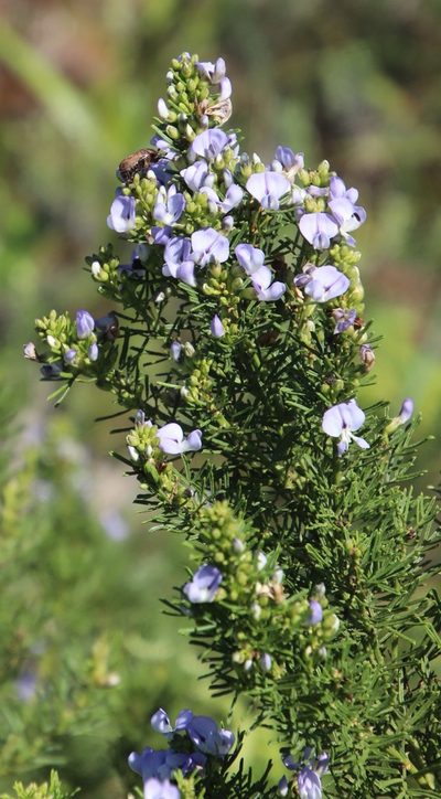 Psoralea glabra, photographed by Tony Rebelo