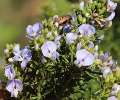 Psoralea glabra, photographed by Tony Rebelo