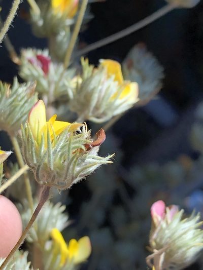 Aspalathus longipes, photographed by Dave U