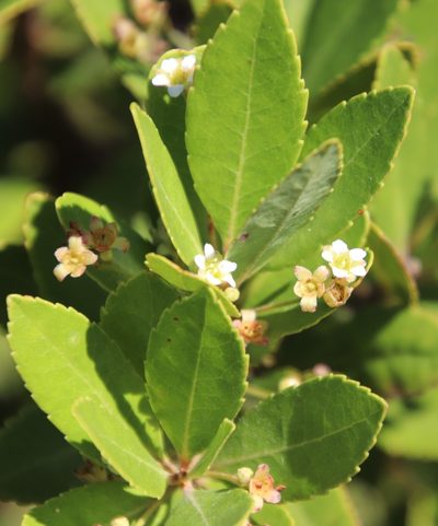 Gerrardina foliosa, photographed by Tony Rebelo
