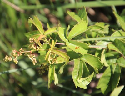 Searsia carnosula, photographed by Tony Rebelo