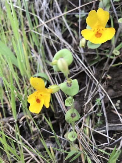 Erythranthe glaucescens, photographed by Bruce Bailey