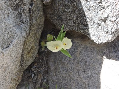 Mohavea confertiflora, photographed by Taylor Paez