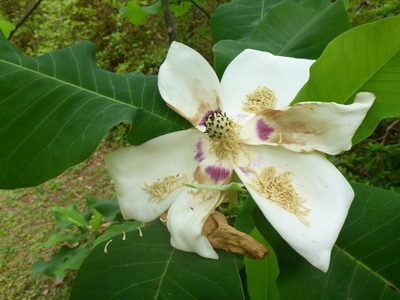 Magnolia ashei, photographed by mfeaver