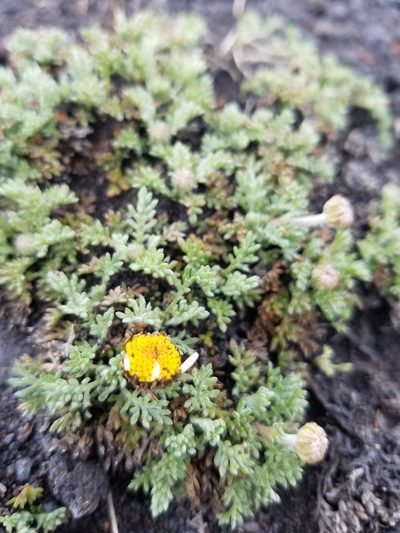 Anthemis aetnensis, photographed by Andy