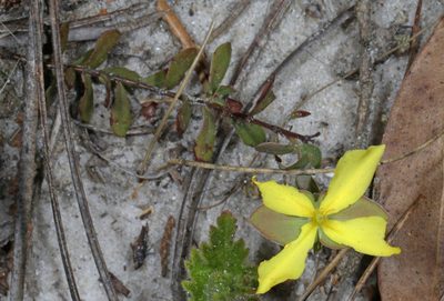 Hypericum suffruticosum, photographed by Judy Gallagher