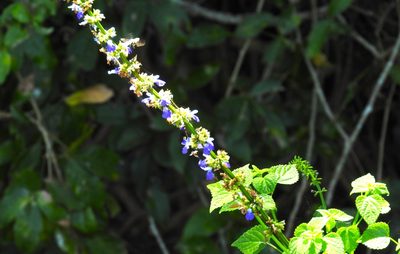 Salvia languidula, photographed by Francisco Farriols Sarabia