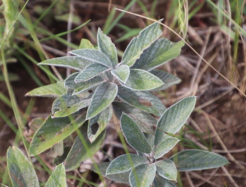 Eriosema dregei, photographed by Tony Rebelo