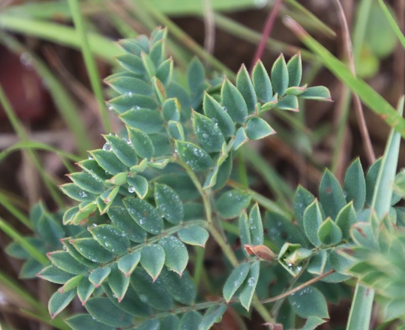 Indigofera pondoensis, photographed by Tony Rebelo
